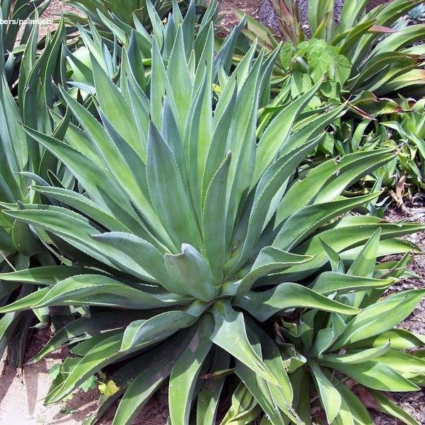 Agave Desmettiana - 12L