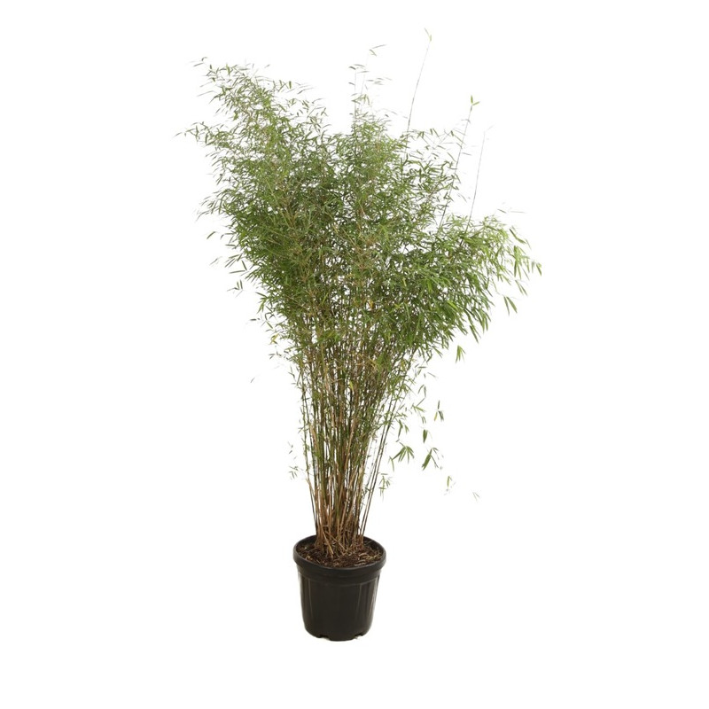 Bambusa Fargesia Angustissima 7-10L
