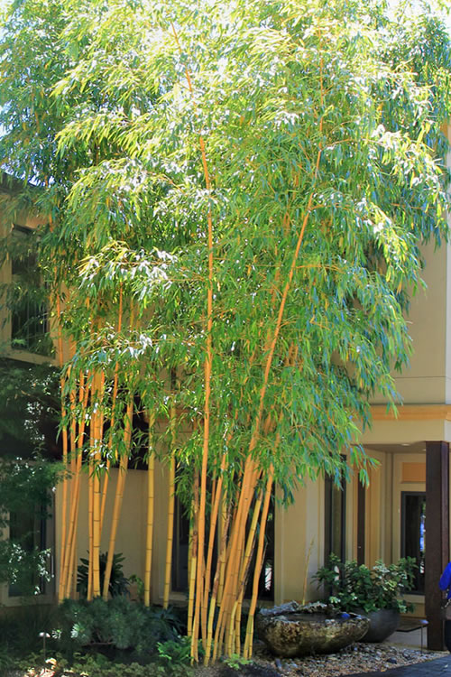 Bamboo Phyllostachys Viridis Glauchens - 18L