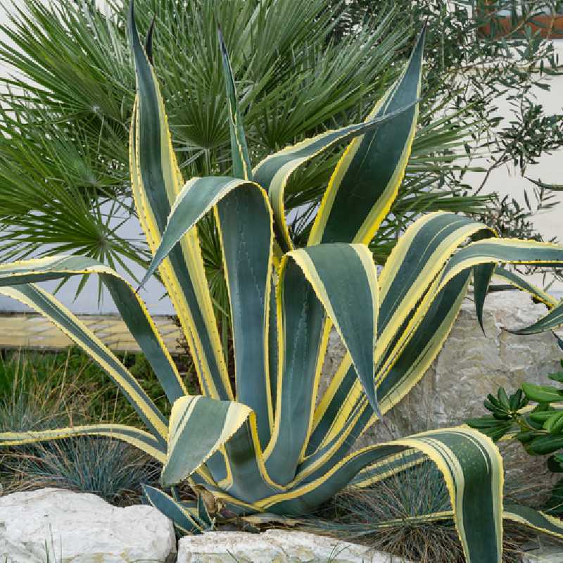 Agave Americana Variagata - 9L