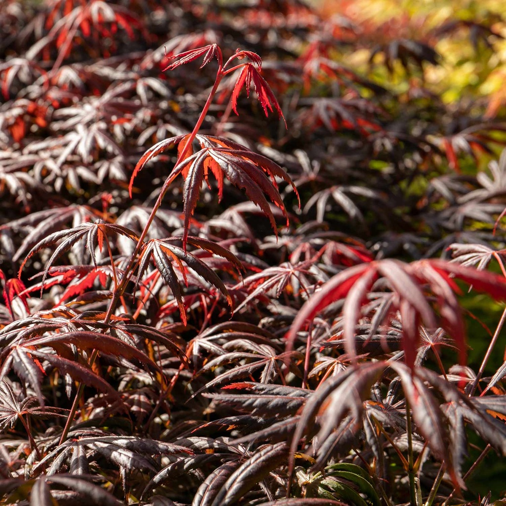 Acer Palmatum 'Trompenburg' - 5L