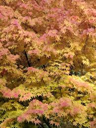 Acer Palmatum 'Sangokaku' - 10L