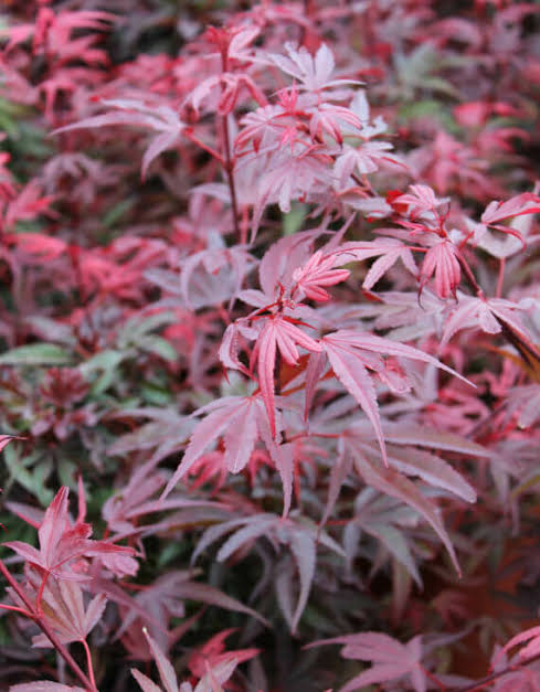 Acer Shaina - 5L