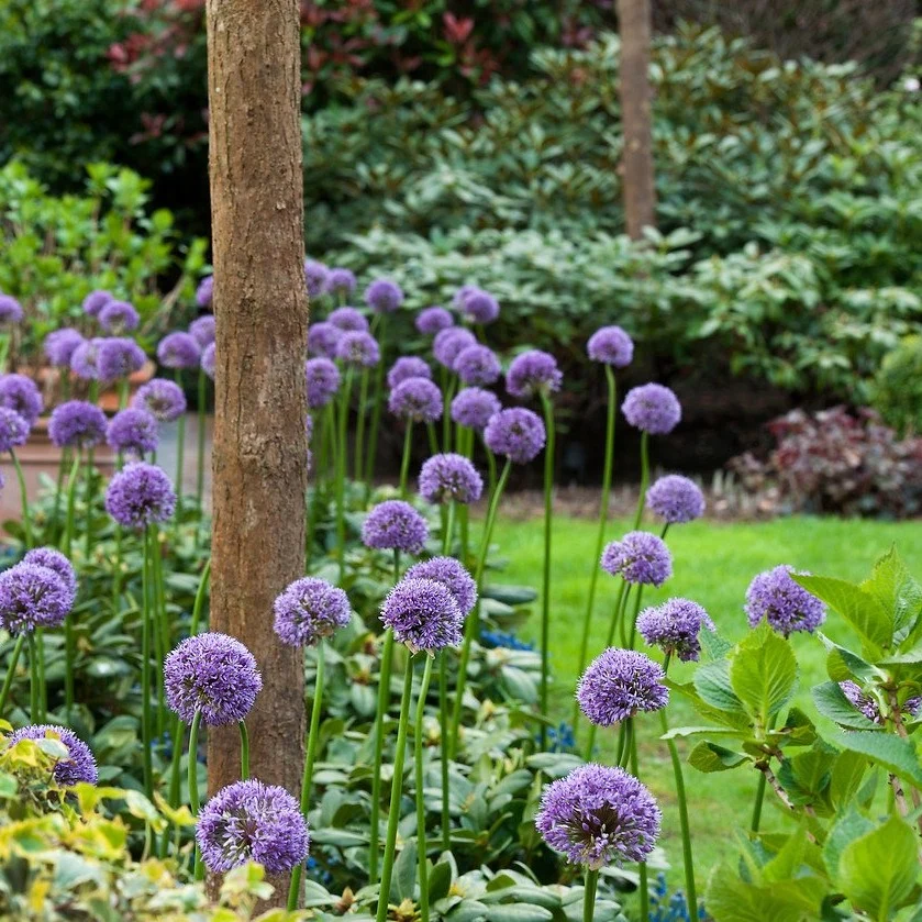 Allium Gladiator (Bac 3)
