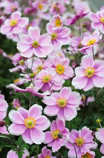 Anémone Hupehensis rose - P17